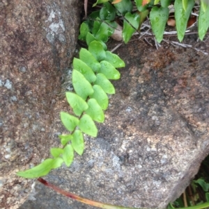 Pellaea calidirupium at Urambi Hills - 1 Nov 2015 11:33 AM