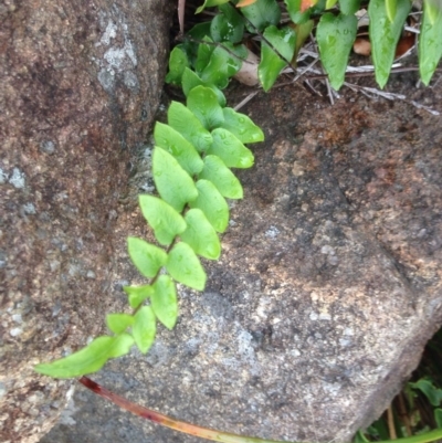 Pellaea calidirupium (Hot Rock Fern) at Urambi Hills - 1 Nov 2015 by barkingbard