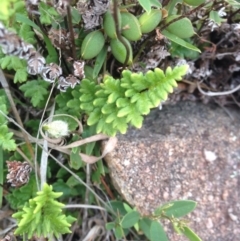 Cheilanthes distans (Bristly Cloak Fern) at Urambi Hills - 1 Nov 2015 by barkingbard