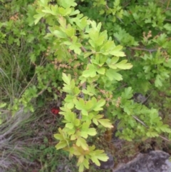 Crataegus monogyna (Hawthorn) at Urambi Hills - 1 Nov 2015 by barkingbard