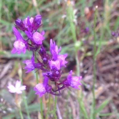 Linaria pelisseriana (Pelisser's Toadflax) at Urambi Hills - 1 Nov 2015 by barkingbard