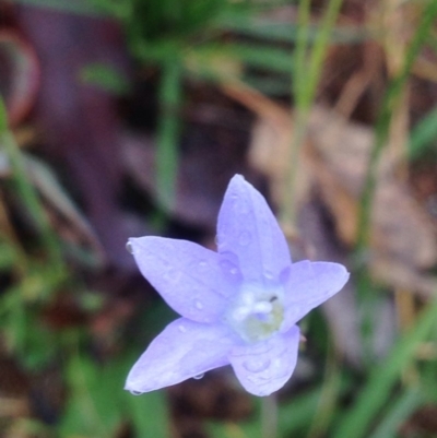 Wahlenbergia stricta subsp. stricta (Tall Bluebell) at Urambi Hills - 1 Nov 2015 by barkingbard