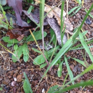 Wahlenbergia stricta subsp. stricta at Urambi Hills - 1 Nov 2015 12:19 PM