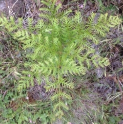 Pteridium esculentum (Bracken) at Urambi Hills - 1 Nov 2015 by barkingbard