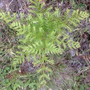 Pteridium esculentum at Urambi Hills - 1 Nov 2015