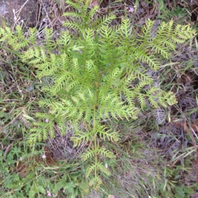 Pteridium esculentum (Bracken) at Urambi Hills - 1 Nov 2015 by barkingbard