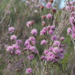 Kunzea parvifolia (Violet Kunzea) at Paddys River, ACT - 28 Oct 2015 by KenT
