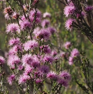 Kunzea parvifolia at Paddys River, ACT - 28 Oct 2015