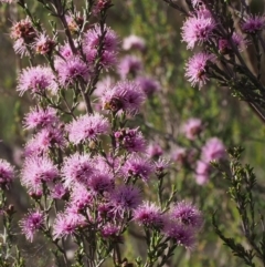 Kunzea parvifolia at Paddys River, ACT - 28 Oct 2015