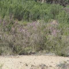 Kunzea parvifolia at Paddys River, ACT - 28 Oct 2015