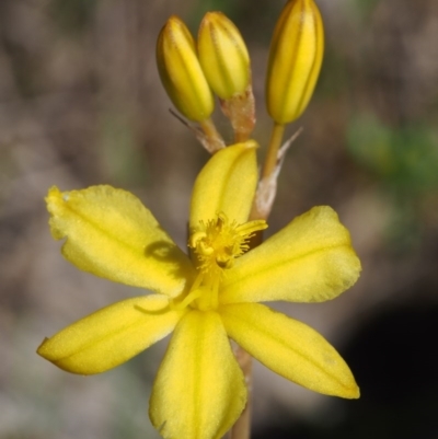 Bulbine bulbosa (Golden Lily) at Paddys River, ACT - 27 Oct 2015 by KenT