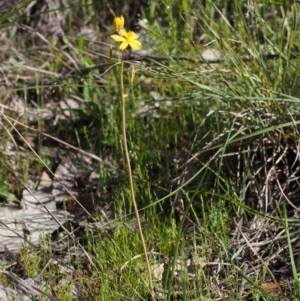 Bulbine bulbosa at Paddys River, ACT - 28 Oct 2015