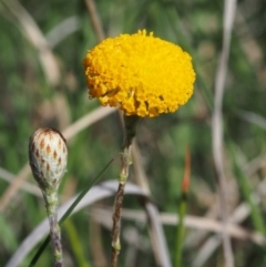 Leptorhynchos squamatus subsp. squamatus (Scaly Buttons) at Paddys River, ACT - 28 Oct 2015 by KenT
