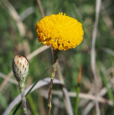 Leptorhynchos squamatus subsp. squamatus (Scaly Buttons) at Paddys River, ACT - 28 Oct 2015 by KenT