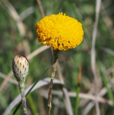 Leptorhynchos squamatus subsp. squamatus (Scaly Buttons) at Paddys River, ACT - 27 Oct 2015 by KenT