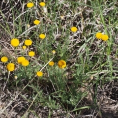 Leptorhynchos squamatus subsp. squamatus at Paddys River, ACT - 28 Oct 2015