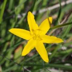 Hypoxis hygrometrica (Golden Weather-grass) at Paddys River, ACT - 28 Oct 2015 by KenT