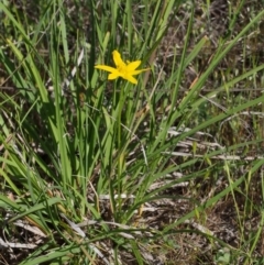 Hypoxis hygrometrica at Paddys River, ACT - 28 Oct 2015 10:14 AM