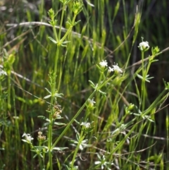 Asperula conferta (Common Woodruff) at Paddys River, ACT - 28 Oct 2015 by KenT