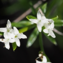 Asperula conferta at Paddys River, ACT - 28 Oct 2015