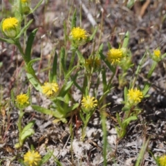 Triptilodiscus pygmaeus (Annual Daisy) at Paddys River, ACT - 28 Oct 2015 by KenT