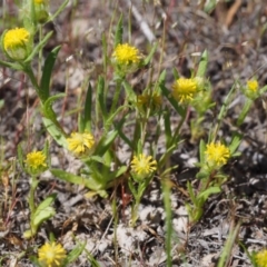 Triptilodiscus pygmaeus (Annual Daisy) at Paddys River, ACT - 27 Oct 2015 by KenT