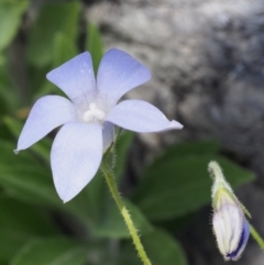 Wahlenbergia stricta subsp. stricta (Tall Bluebell) at Paddys River, ACT - 28 Oct 2015 by KenT