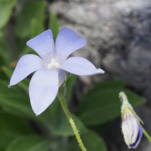 Wahlenbergia stricta subsp. stricta at Paddys River, ACT - 28 Oct 2015