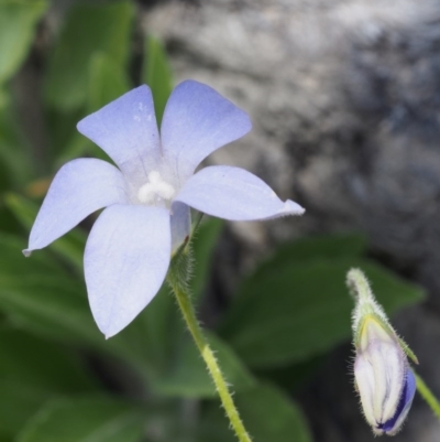 Wahlenbergia stricta subsp. stricta (Tall Bluebell) at Paddys River, ACT - 28 Oct 2015 by KenT