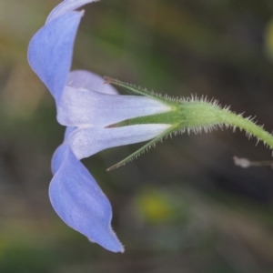 Wahlenbergia stricta subsp. stricta at Paddys River, ACT - 28 Oct 2015 12:12 PM