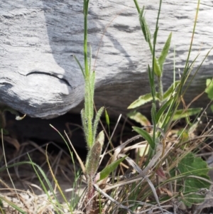 Wahlenbergia stricta subsp. stricta at Paddys River, ACT - 28 Oct 2015 12:12 PM