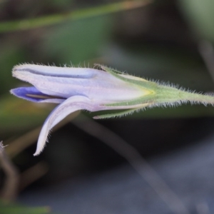 Wahlenbergia stricta subsp. stricta at Paddys River, ACT - 28 Oct 2015