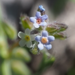 Myosotis discolor (Forget-me-not) at Paddys River, ACT - 28 Oct 2015 by KenT