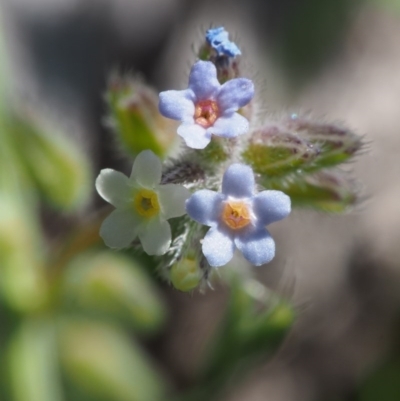 Myosotis discolor (Forget-me-not) at Paddys River, ACT - 28 Oct 2015 by KenT