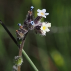 Myosotis discolor at Paddys River, ACT - 28 Oct 2015 09:10 AM