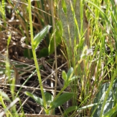 Myosotis discolor at Paddys River, ACT - 28 Oct 2015 09:10 AM