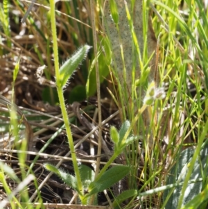 Myosotis discolor at Paddys River, ACT - 28 Oct 2015 09:10 AM