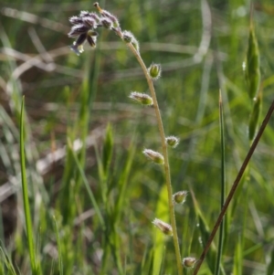 Myosotis discolor at Paddys River, ACT - 28 Oct 2015 09:10 AM