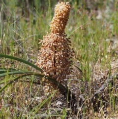 Lomandra multiflora (Many-flowered Matrush) at Paddys River, ACT - 28 Oct 2015 by KenT