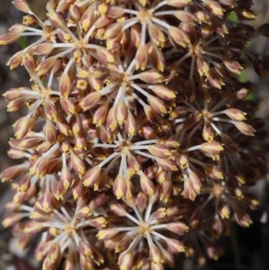 Lomandra multiflora at Paddys River, ACT - 28 Oct 2015