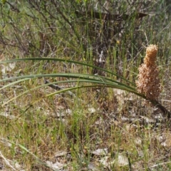 Lomandra multiflora at Paddys River, ACT - 28 Oct 2015
