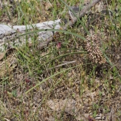 Lomandra multiflora at Paddys River, ACT - 28 Oct 2015