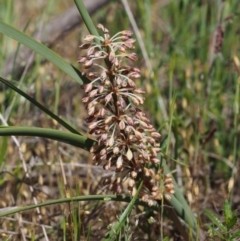 Lomandra multiflora at Paddys River, ACT - 28 Oct 2015 10:59 AM