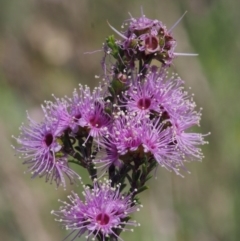 Kunzea parvifolia (Violet Kunzea) at Paddys River, ACT - 28 Oct 2015 by KenT