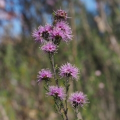 Kunzea parvifolia at Paddys River, ACT - 28 Oct 2015