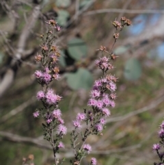 Kunzea parvifolia at Paddys River, ACT - 28 Oct 2015