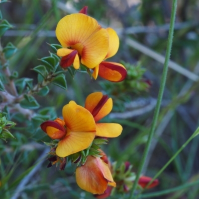 Pultenaea procumbens (Bush Pea) at Paddys River, ACT - 28 Oct 2015 by KenT