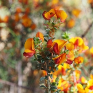 Pultenaea procumbens at Paddys River, ACT - 28 Oct 2015