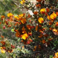 Pultenaea procumbens at Paddys River, ACT - 28 Oct 2015