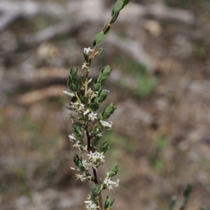 Brachyloma daphnoides at Paddys River, ACT - 28 Oct 2015